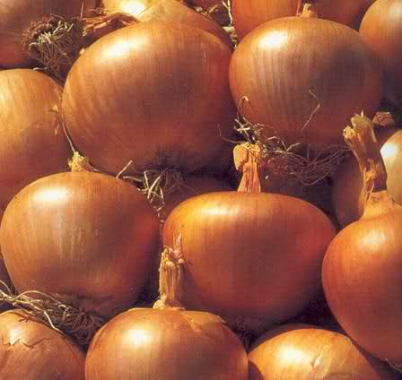 CIPOLLA GIALLA DI VALENCIA NR.300 SEMI